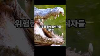 위험한 물속 포식자들 top10 [upl. by Halimak]