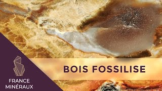 Le bois fossilisé  Lithothérapie  France Minéraux [upl. by Icaj]