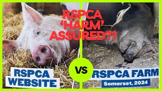 RSPCA cares for animals but new investigation shows the hypocrisy behind the hype [upl. by Emse]