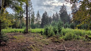 Trailrun Bennekom [upl. by Anaylil]