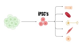 Organoids Opening new doors to the study of ovarian cancer [upl. by Ainad]