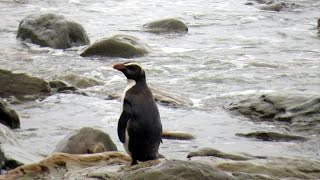 Crested Penguin  Jackson Bay New Zealand [upl. by Trish22]