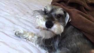 Mini Schnauzer  Wake up Bentley [upl. by Wendie807]