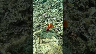 A Dive into a Beautiful Underwater World Snorkeling with Clownfish [upl. by Atoiyanap]