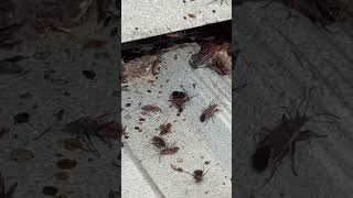 Swarming Boxelder Bugs pestcontrol [upl. by Naahs]