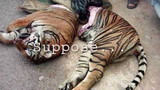 SAVE OUR TIGERS must watchits different [upl. by Gallagher]