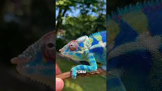 Chameleons are famous for their color changing abilities [upl. by Nyleek]