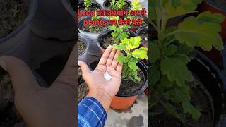 Urea का उपयोग अपने plants पर कैसे करे  how to use urea in your plant [upl. by Klarrisa]