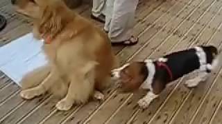 Basset Hound vs Golden Retriever [upl. by Sorce146]