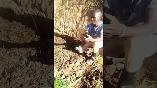 The Essesnce Of TRIMMING Onion Seedlings During TRANSPLANTING GreenMan FarmAfrica [upl. by Whitelaw]