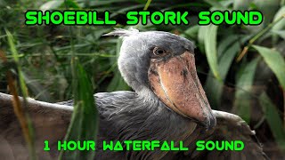 Shoebill Stork Sound  Waterfall and Bird Sounds [upl. by Ystap]