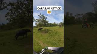 Almost got pinched by a Carabao justride throttletherapy throttlesociety funnymemes [upl. by Lilla26]