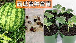 种西瓜🍉 育苗育种 移栽时间 注意事项 身边的种子七 How to grow watermelon from seeds [upl. by Bundy]