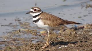 Chorlo Tildío Charadrius vociferus [upl. by Adnofal]