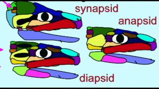 PL2 FOSSIL REPTILES ANAPSIDS DIAPSIDS SYNAPSIDS [upl. by Eneryc357]