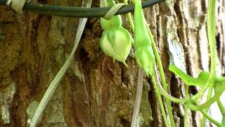 Clove bean  Ipomoea Muricata  Vegetable [upl. by Eenaej]