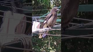 Fluffy currawong on clothesline aussiewildlife wildlife nature corvid backyardbirding [upl. by Auot920]