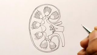 😇 Drawing of kidney ❤️fineartsguruji [upl. by Buke]