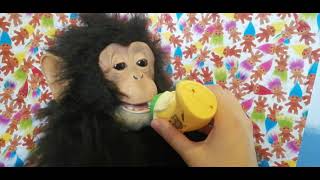 Hasbro Furreal cuddle Chimp with Banana Bottle [upl. by Imas748]