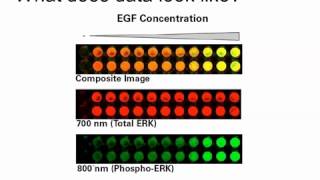 Rethinking the Traditional Western Blot with Wntbeta‑Catenin Pathway Example [upl. by Beulah]