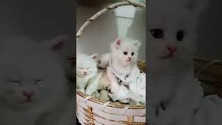 Cats so cute  aik cat so rahi hai aik jaag rahi kitni pyari lag rahi🥰 subscribe sport krn plz 😭 [upl. by Treblih]