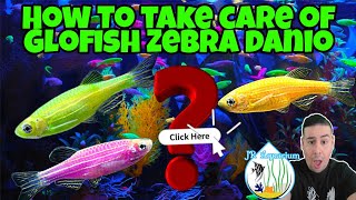 Glofish Zebra Danio All you need to know before you buy care guide tips amp info Ep 2 Glo Zebra [upl. by Lednic]