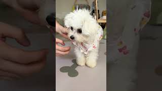 My little dog can dress itself  asmr trending doglover trending cute cutedog [upl. by Anihsit595]