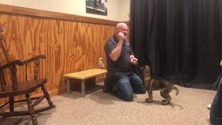 Bristol von Prufenpuden 9 Wks Early Puppy Training From Protection Dog Sales [upl. by Yulma752]