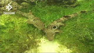 Oceanpedia Critter finder Sharks and Rays Bottom dwelling Epaulette shark [upl. by Iaj]