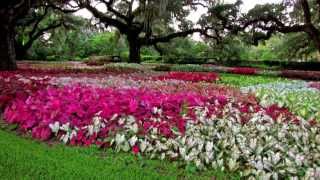 Among the CaladiumsBrookgreen Gardens [upl. by Eri]