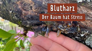 Kirschbaum blutet und trägt keine Früchte Das hilft  MDR Garten [upl. by Ynnaffit]