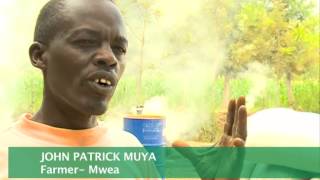 RISING RICE FARMING IN MWEA [upl. by Enelrats]