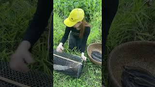 Amazing Fish Trapping Skills [upl. by Reidid]