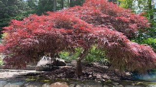 Summer Solstice Pruning of Japanese Maples [upl. by Haeckel]