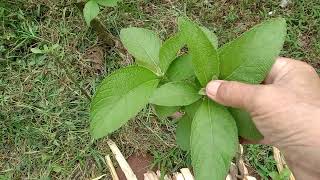 SAMBONG PLANTS HERBAL gamot sa manas my experience [upl. by Kimon]