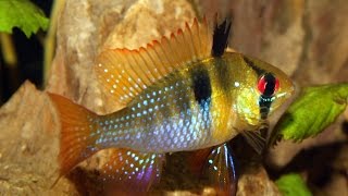 FISH FIGHT  Mikrogeophagus ramirezi [upl. by Mosby]