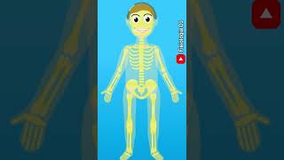 Sistema endocrino Tejido óseo funciones endocrinas  Fisiología del sistema endocrino [upl. by Eisnil]