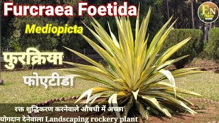 Furcraea Foetida  Furcrea Mediopicta  Mauritius Hemp  Agave Foetida  Gaint Cuban Hemp फुरक्रिया [upl. by Johnnie]