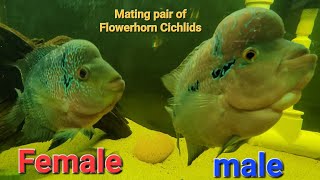 Flowerhorn cichlid breeding behavior flowerhorn flowerhornfish kamfa [upl. by Steinway]