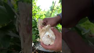 Edible Dried Coconut  Fruit Cutting Skills shorts healthy satisfying happy fruit [upl. by Norvol]