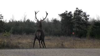 cerf en battueMP4 [upl. by Aimee108]