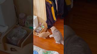 Cats vs rabbits funnyshorts funny catvideos cat funnypetslife catfunny pets foryou animal [upl. by Aerua261]