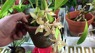 Coelogyne flaccida flower spike development and blooms Finally [upl. by Older]