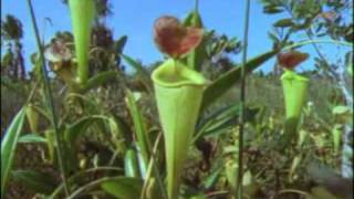 Nepenthes Madagascariensis  Arkive [upl. by Purpura]