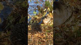 Mallards sheltering from the wind 風を避けるマガモ shorts [upl. by Collin]