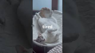 tired song cat tired shorts funny tired cute pets pet 고양이 [upl. by Charmaine]