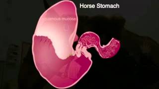 Equine gastric ulcers [upl. by Su]