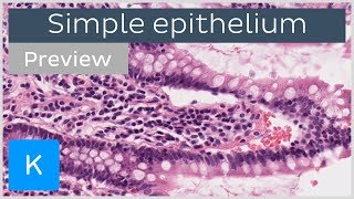 Simple epithelium types of tissues and cells preview  Human Histology  Kenhub [upl. by Anaeda]