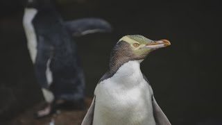 Check out New Zealands bird of the year [upl. by Nhojleahcim894]