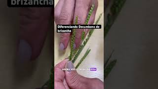 DIFERENÇA ENTRE DECUMBENS E MARANDU agro pastagens agrocultura plantas agropecuaria pastagem [upl. by Bronwen]